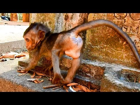 P27-Baby Lori Can Stand for a While and Try Hard To Walk Herself|  She Walk and Find Her Mommy