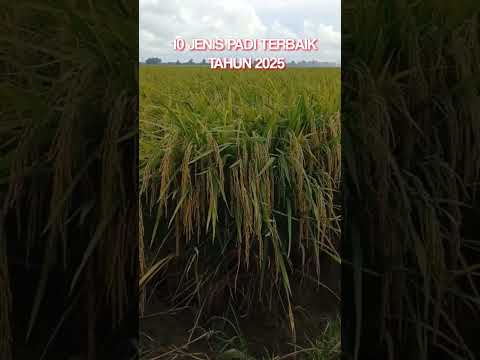 Jenis padi unggul terbaik 2025