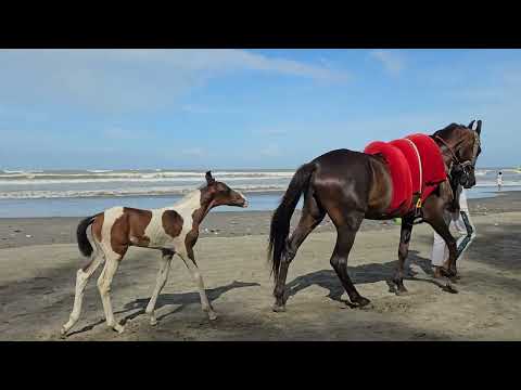 Nature of Cox Bazar #shortvideo #trendingshorts #beach #coxsbazar #shorts #shortsfeed