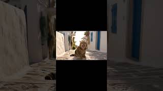 AIが考える地中海の猫たち Mediterranean cats as imagined by AI #cat  #youtuber  #asmr #shorts #ai