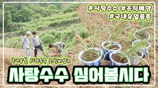 사탕수수 농장!!!사탕수수 심어봅시다/조직배양/사탕수수 재배법/국내유일품종 비트로플렉스