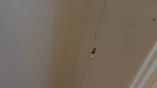 Watch video: Ants Infesting the Bedroom and the Closet in Metuchen, NJ