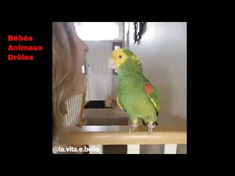 Vidéo animaux perroquets drôles 2