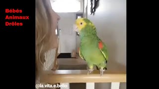 Vidéo animaux perroquets drôles 2