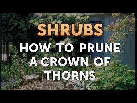 How to Prune a Bottlebrush Shrub