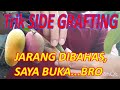 GRAFTING Trik Sambung Samping Mangga Side Grafting Sisip Samping