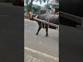 Where Hard Working Chhota Boogie Buffalo Buffalo Very Nice