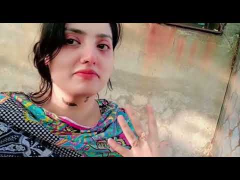 Cat House Upgradation Cats Playing and feel comfortable IMF Animal Shelter House Sialkot