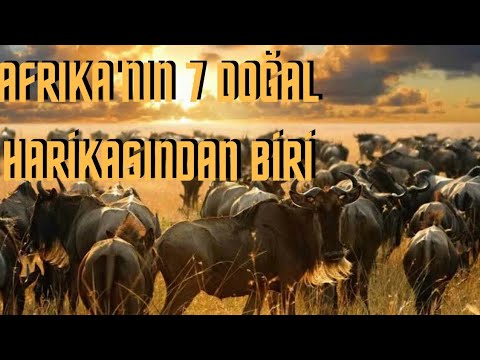 Afrika Serengeti - Büyük Antilop Göçü | Belgesel