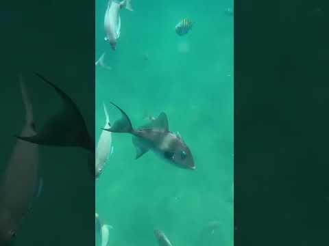 Você também é apaixonado pelo fundo do mar ?? #mar #peixes #paradise #praia #shorts  #beach #ubatuba