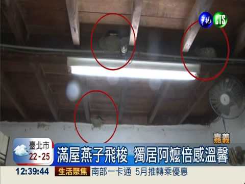 春燕穿梭築巢 獨居阿嬤不孤單!