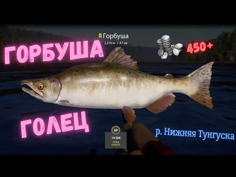 Фото Русская рыбалка 4 (РР4) р. Нижняя Тунгуска ГОРБУША, Голец Tunguska River Pink salmon Char FARM