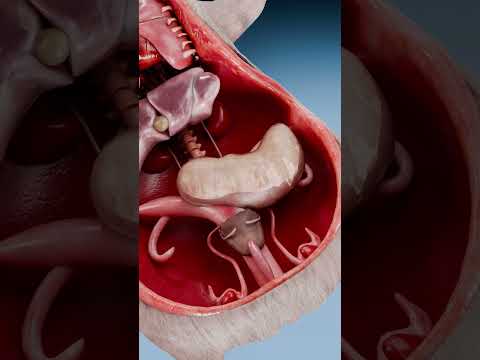 Anatomy Of A Guinea Pig