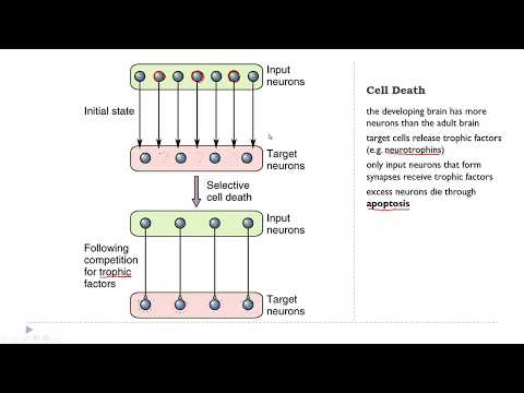 OSSM Neuro Chapter 23 - Synaptic Plasticity