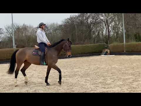 Flatwork session with Fred this morning