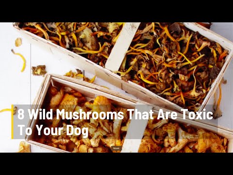 8 Mushrooms That Are Toxic For Dogs