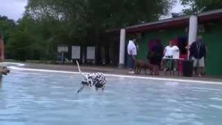 preview picture of video '3rd Happy Tails Dog Park Dog Swim, Chippewa Falls, 08/30'