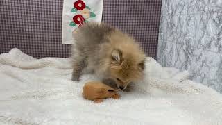 ポメラニアンの動画01