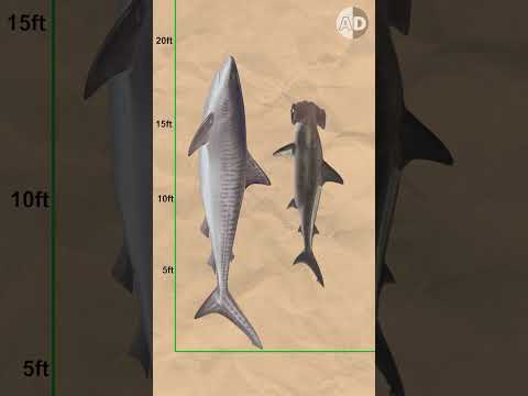 Shark Size Comparison: Smallest to Largest!