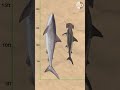Shark Size Comparison Smallest To Largest