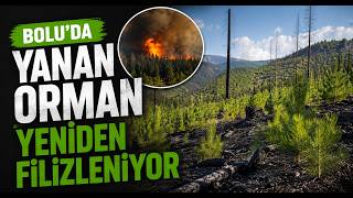 Yanan Orman Yeniden Filizleniyor
