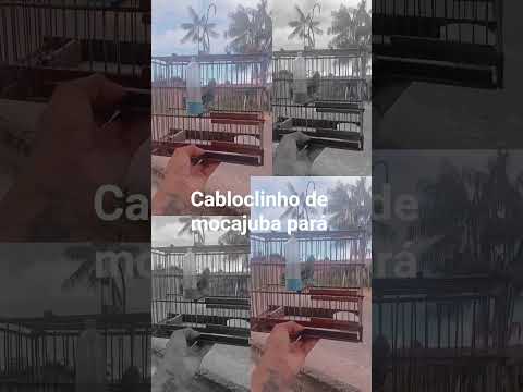 melhor caboclinho de mocajuba pará