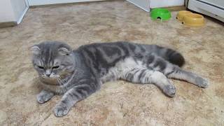 Кот шотландский