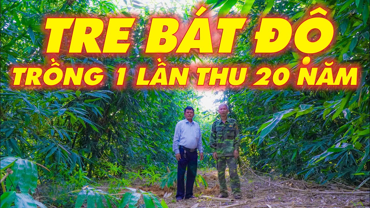 Cây giống tre bát độ