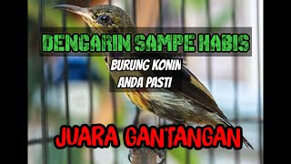 Download lagu DENGERIN SAMPE HABIS TERAPI KONIN MACET BUNYI SANG JUARA mp3