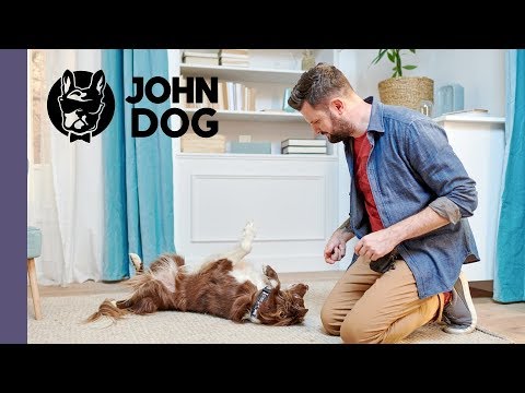 Sztuczka „turlanie” – TRENING – John Dog