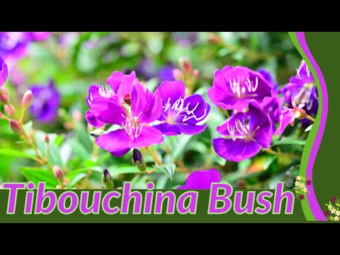 Growing and Caring for TIBOUCHINA BUSH (Tibouchina urvilleana)!