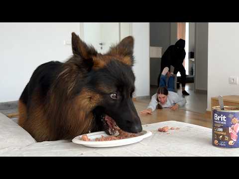 Will My German Shepherd Protect Me from a Burglar?