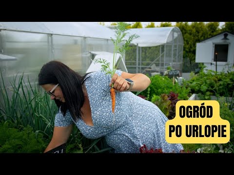 PORZĄDKI W WARZYWNIKU PO URLOPIE. OGRÓD WARZYWNY