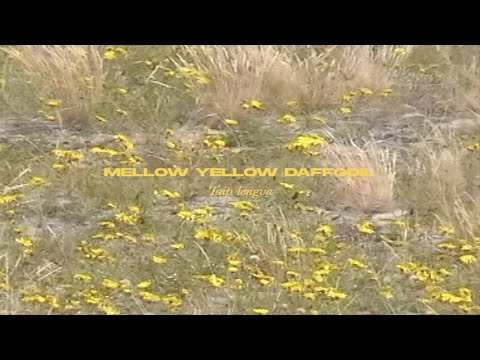 MELLOW YELLOW DAFFODIL - Taip lengva x Agnès M