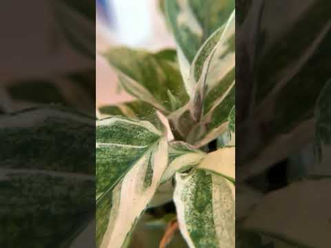 Spider mites up close