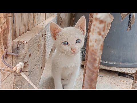 An Angelic Vision: My Kitten Enas, Glowing in Pure White