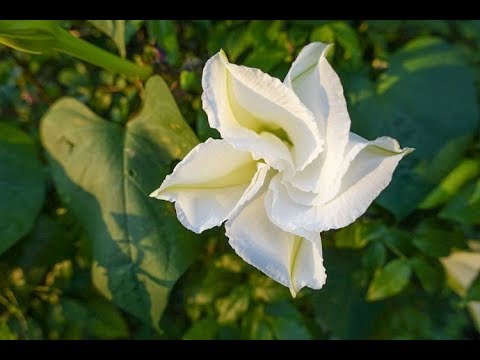 How to Grow MoonFlower from Seeds!