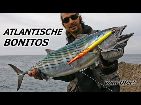 Bonito