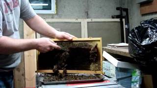 Scraping and Reusing Plasticell Frames for Beekeeping