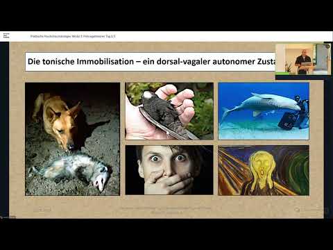 Modul 3 Lektion 4/6: Die Polyvagaltheorie.