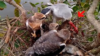 Black-winged kite Birds trying to eat the mouse meat until only the head and bones are left
