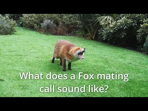 What does a fox mating call sound like? (old version)