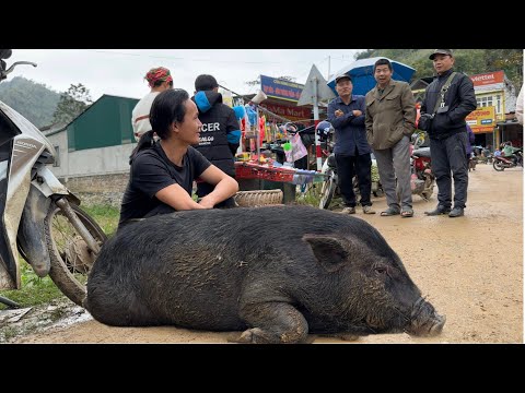 , title : 'Selling black pigs for shopping and celebrating Tet, vang hoa'