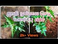 Planting Jathi mullai (ஜாதி முல்லை) valarppu video| #Crowd Garden
