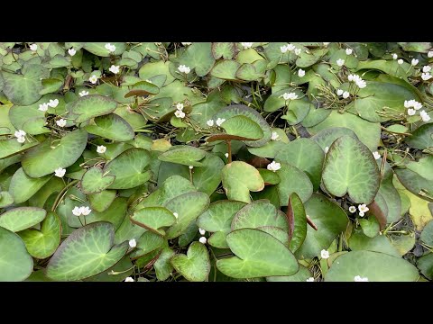 Crested Floating Heart Management