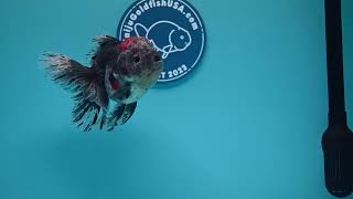 Download lagu Kirin Rose Tail Oranda (240405_OR07) mp3