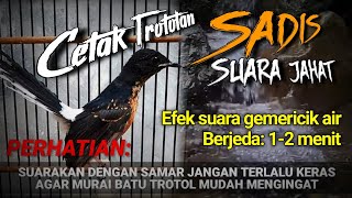 Download lagu MASTERAN SADIS untuk mencetak MURAI BATU dengan suara jahat mp3