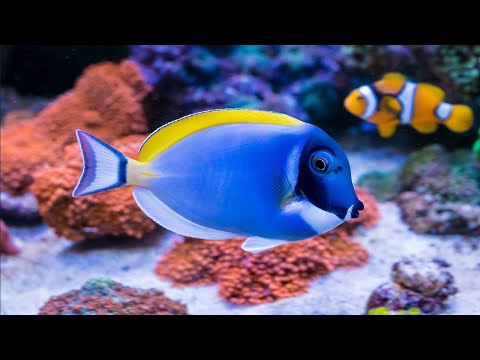 4K Stunning Underwater Wonders of the Red Sea + Relaxing Music - Coral Reefs & Colorful Sea Life