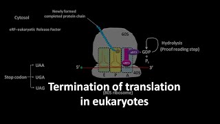 Translation termination in eukaryotes