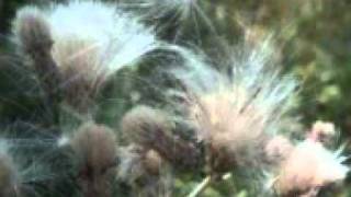 Scorpions-Wind Of Change(Spanish Version)